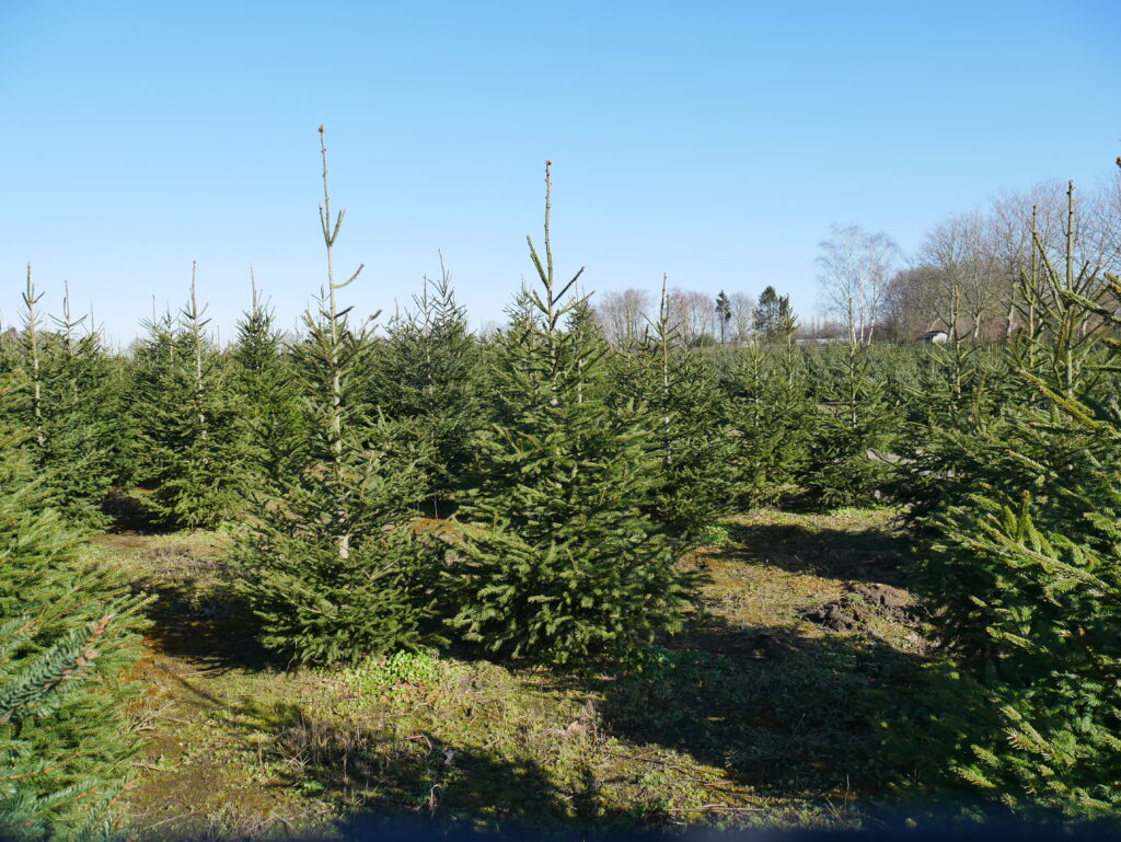 Kerstboom Picea Abies Kerstbomen thuisgebracht 6
