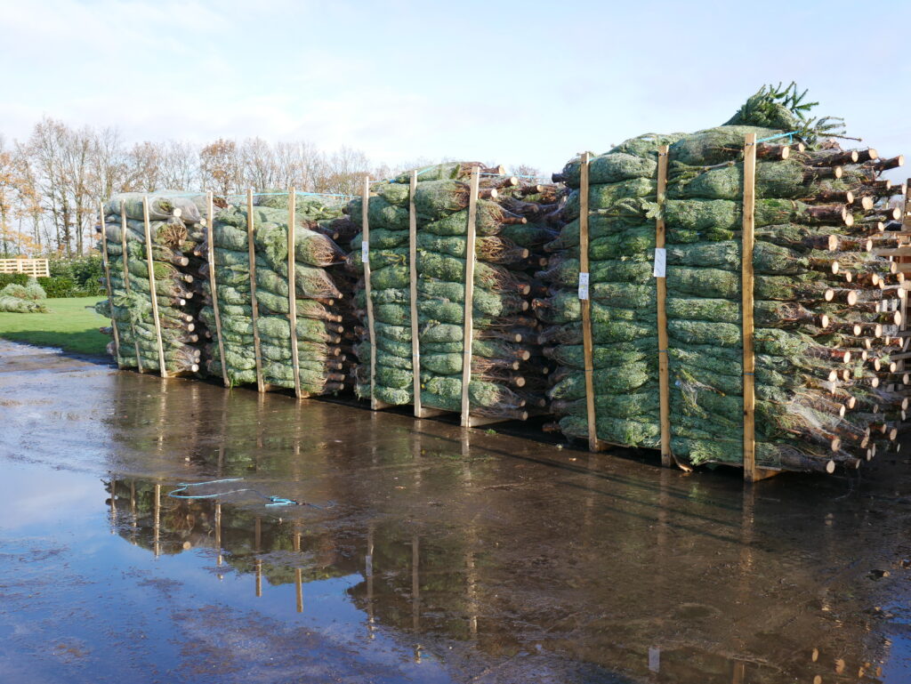 Nordmann kerstboom kopen bij Kerstboom Thuisgebracht 4
