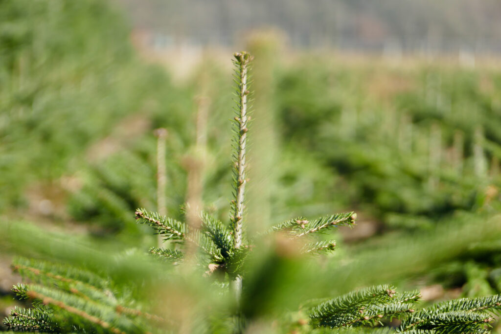 Fraseri Spar Kerstboom kopen bij kerstboom-thuisgebracht.nl
